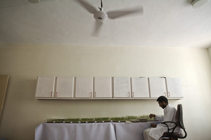Seed testing and processing activities in Herat laboratory (Seed Complex) - © Giulio Napolitano
