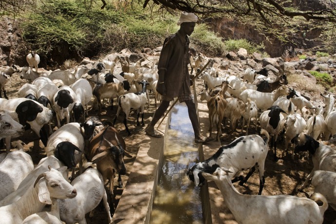 Goats find water even during one of the worst drought in years - © Giulio Napolitano