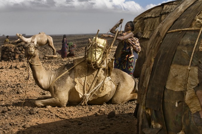 A woman hangs plastic cans to the back of a camel to go collecting water - © Giulio Napolitano