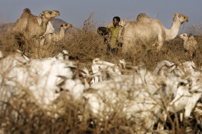 A young boy milking camels and goats - © Giulio Napolitano