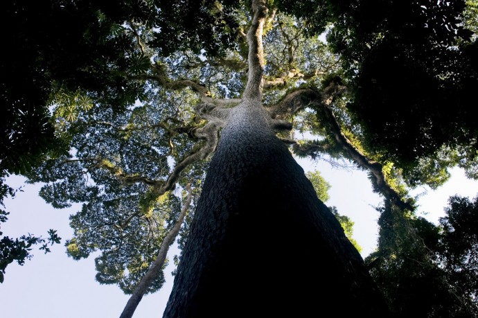 Nkula dense forest, Luki, Bas-Congo - © Giulio Napolitano