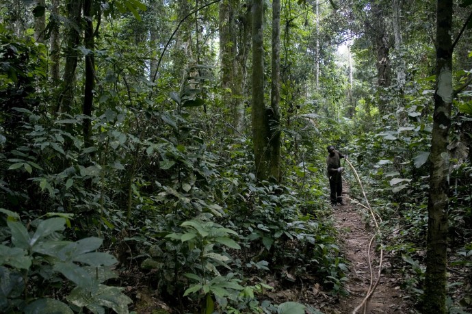 A technician cuts rattan in the forest to permit students to analize and measure it  - © Giulio Napolitano