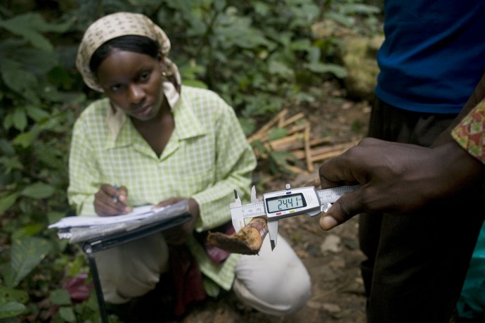 Students analizing and measuring the rattan  - © Giulio Napolitano