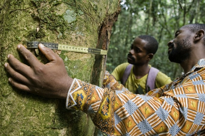 Operations of measurement of trees  - © Giulio Napolitano