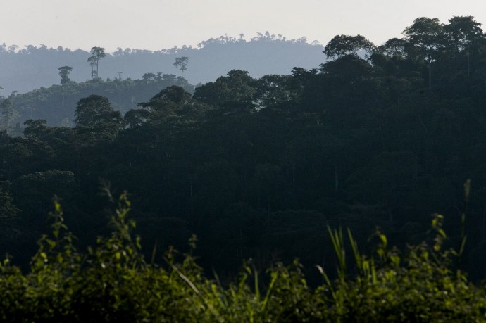 Panoramic view of the tropical forest around the Research Station in Luki, Bas-Congo - © Giulio Napolitano