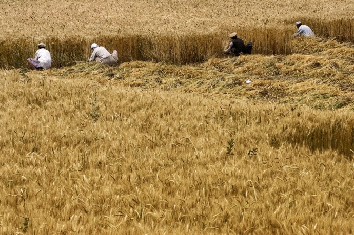 Wheat harvest on the road from Bamyan to Kabul  - © Giulio Napolitano