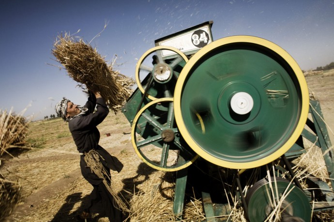 Wheat harvest, Urdo Khan Research Station, Herat  - © Giulio Napolitano