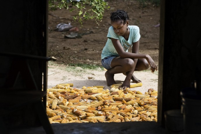 Daily life in Gérard, mais is dryed under the sun, 30km northeast of Les Cayes  - © Giulio Napolitano