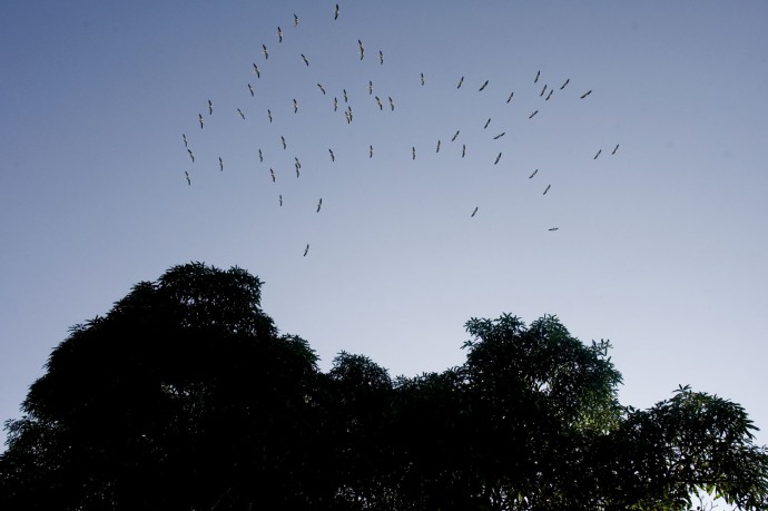 Birds flying over the Nkula dense forest, Luki, 60 Km North of Matadi, Bas-Congo  - © Giulio Napolitano