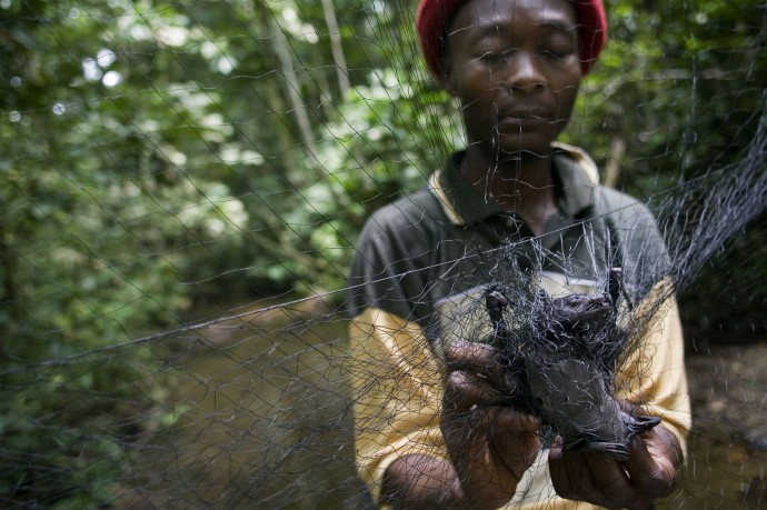 Frank Bapeamoni, PhD, recollects a bat trapped on one of the nets positioned in the forest  - © Giulio Napolitano