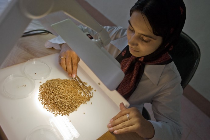 Seed testing and processing activities in Herat laboratory (Seed Complex) - © Giulio Napolitano