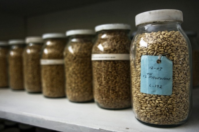 Seed samples in the storage unit, Seed Complex, Herat - © Giulio Napolitano