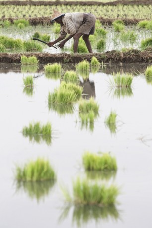 Seed producers in irrigated areas contribute to improve food security - © Giulio Napolitano