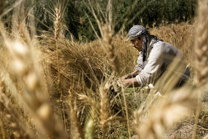 Wheat harvest on the road from Bamyan to Kabul  - © Giulio Napolitano