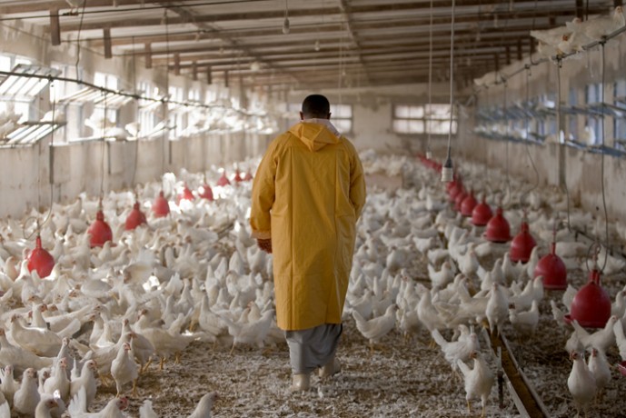 A worker walking through the indoor chicken coop at the Mohsen Elshazly poultry farm.  - © Giulio Napolitano