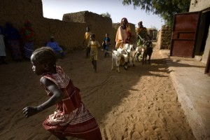 Distribution of goats under FAO-EU funded Programme, Koutki, Niger